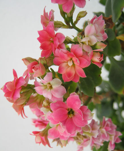 IMG_8709 - KALANCHOE