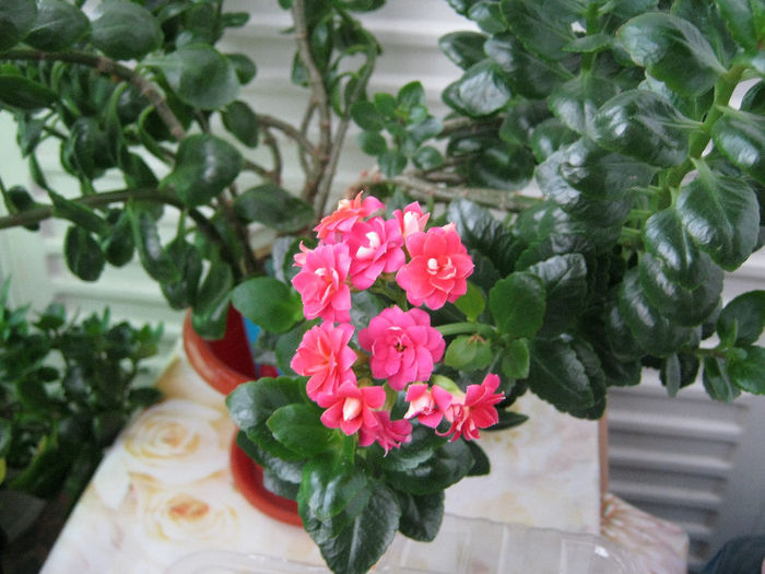 In apa - KALANCHOE