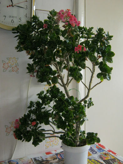 Inainte de toaletare - KALANCHOE