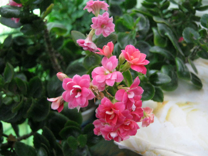 Ramuri inflorite,in apa - KALANCHOE