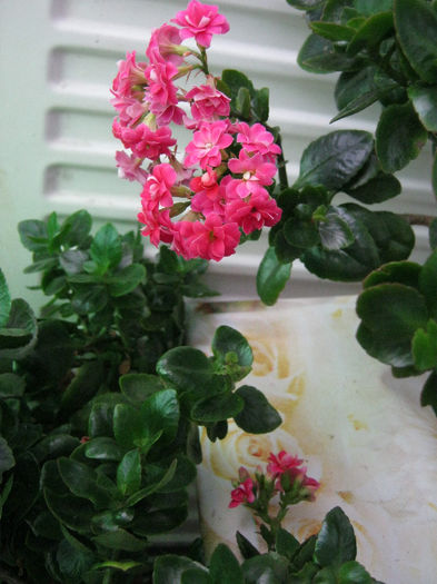 IMG_9108 - KALANCHOE