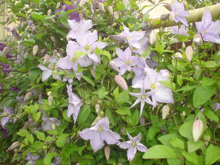 Blue Angels - Clematis 2013