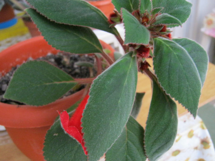 IMG_9091 - KOHLERIA MEA