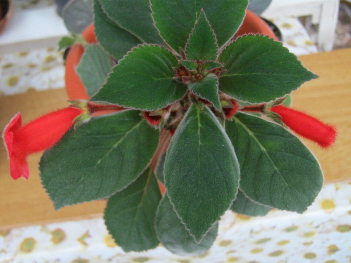 IMG_9093 - KOHLERIA MEA