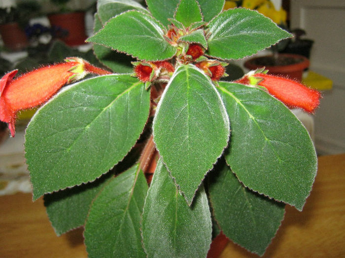 IMG_9094 - KOHLERIA MEA