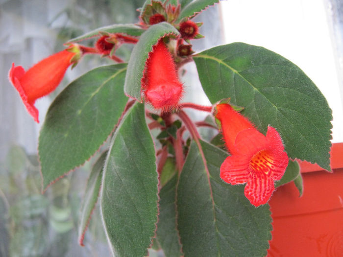 IMG_9206 - KOHLERIA MEA