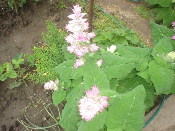 salvia sclarea