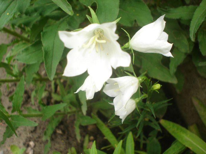 campanula