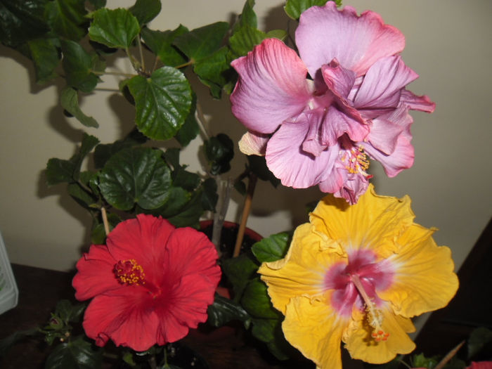 hibiscus grup