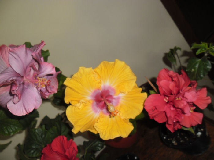 hibiscus grup