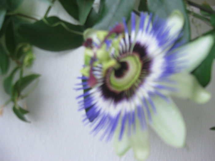 inflorire 2013-mai - Alte flori