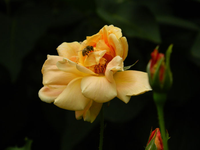 DSCN3242