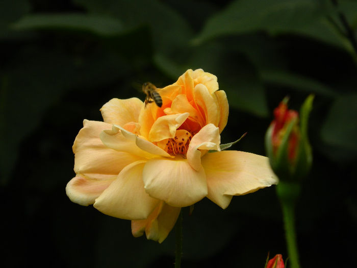 DSCN3243