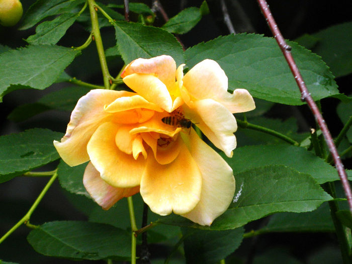 DSCN3564