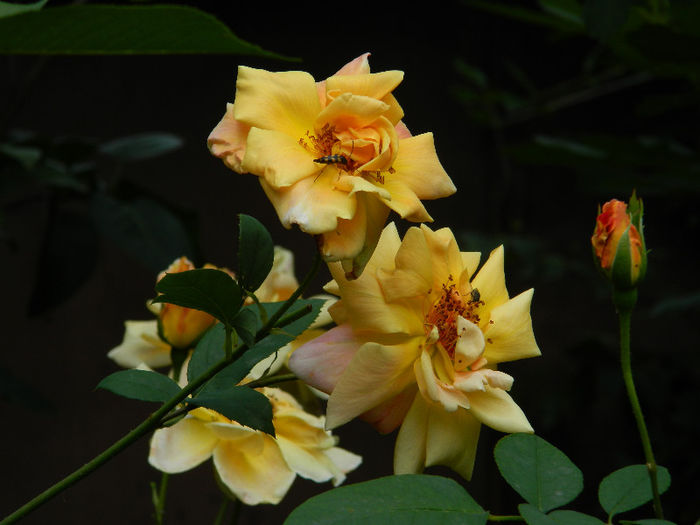 DSCN3718
