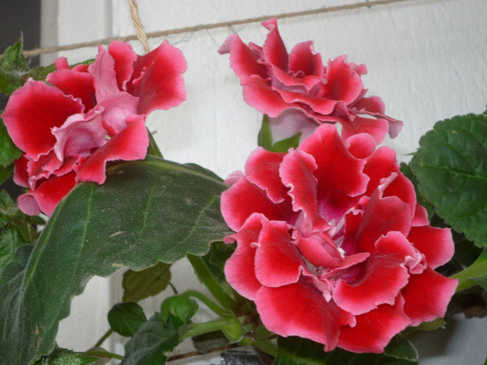 Gloxinia