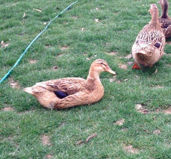 rata salbatica mare; specie de vanat domesticita
