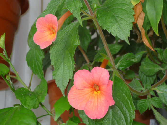 Orange Delight - Achimenes 2013