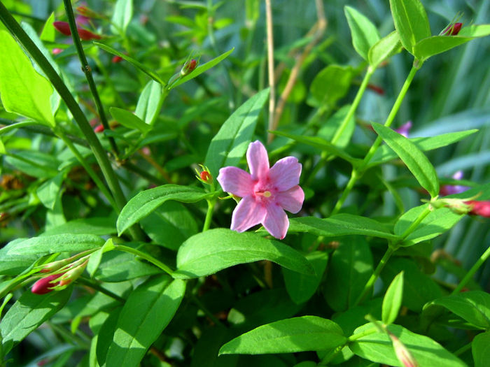 Jasminum beesianum