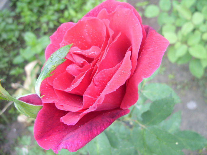 SDC13569 - Trandafiri II