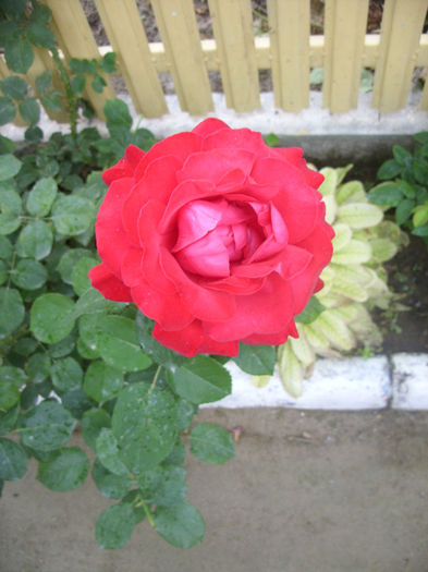 SDC13594 - Trandafiri II