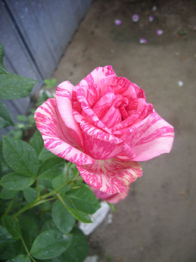 SDC13596 - Trandafiri II