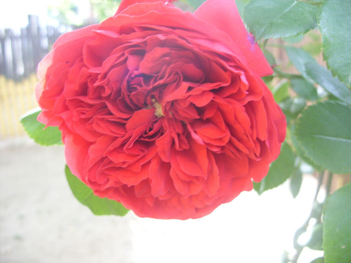 SDC13613 - Trandafiri II