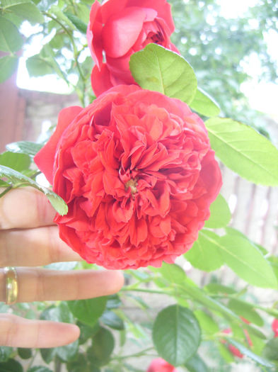 SDC13619 - Trandafiri II