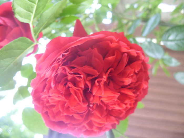 SDC13620 - Trandafiri II