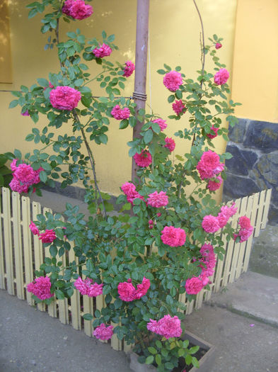 SDC13621 - Trandafiri II