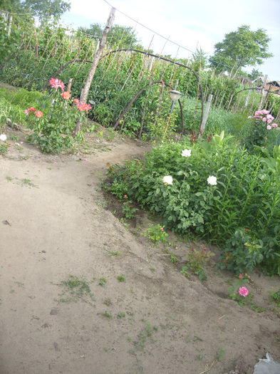 SDC13622 - Trandafiri II