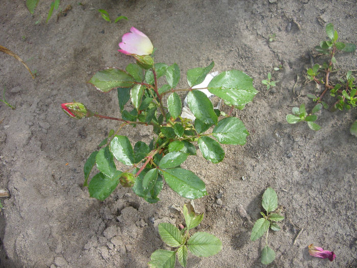 SDC13626 - Trandafiri II