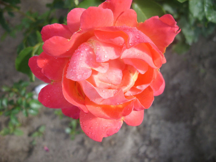 SDC13627 - Trandafiri II