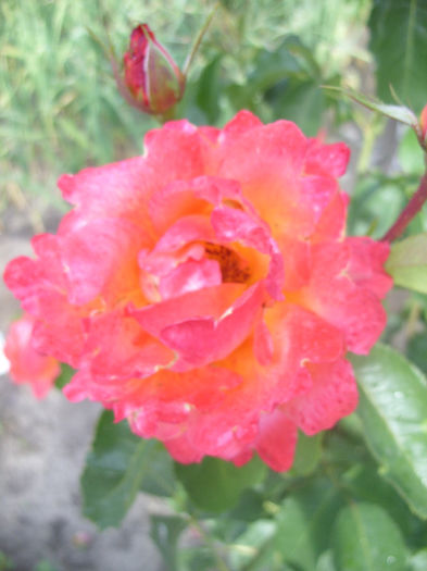 SDC13629 - Trandafiri II