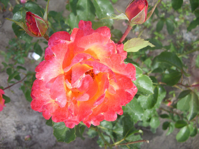 SDC13630 - Trandafiri II