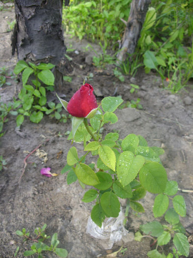 SDC13631 - Trandafiri II