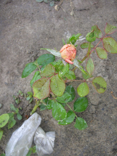 SDC13632 - Trandafiri II