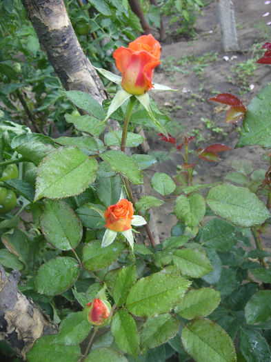 SDC13633 - Trandafiri II