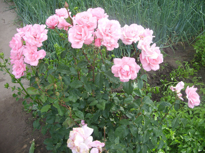 SDC13636 - Trandafiri II