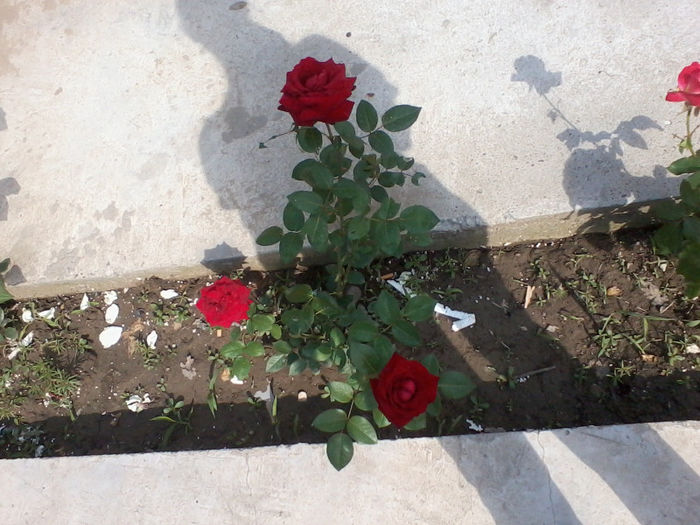 2013-06-01 16.27.04 - trandafiri de gradina