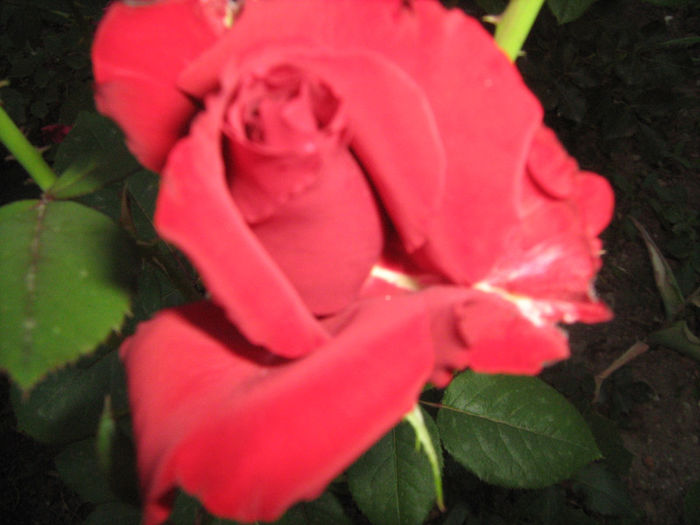 IMG_0664 - trandafiri 2013