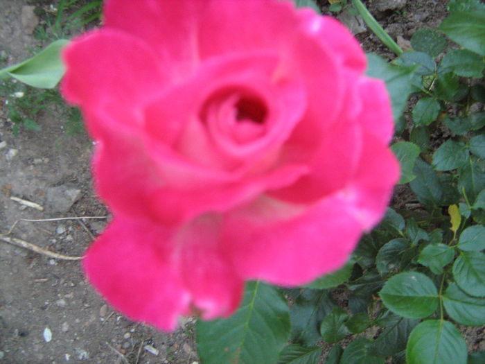 IMG_0671 - trandafiri 2013