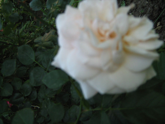 IMG_0673 - trandafiri 2013