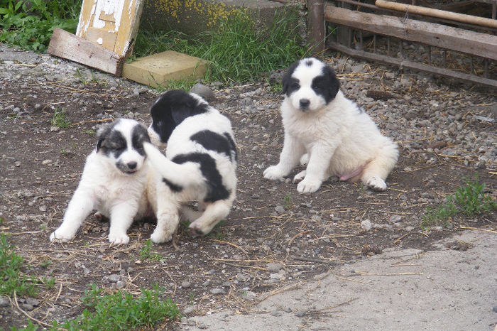 catei 5 saptamani (8) - vand catei ciobanesc de bucovina