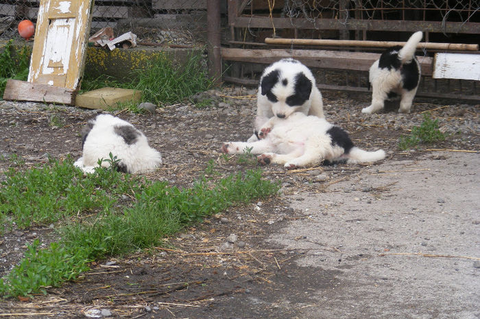 catei 5 saptamani (11) - vand catei ciobanesc de bucovina