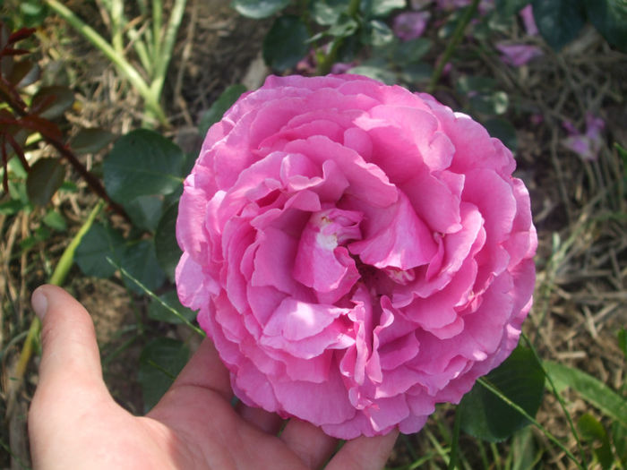 Yves Piaget - vara 2013