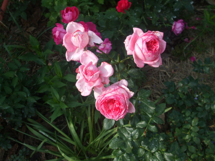 La Rose de Molinard - vara 2013