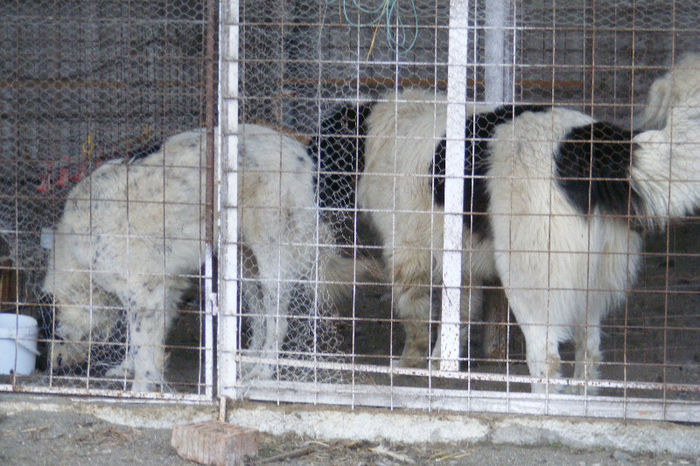 MONTA (5) - vand catei ciobanesc de bucovina