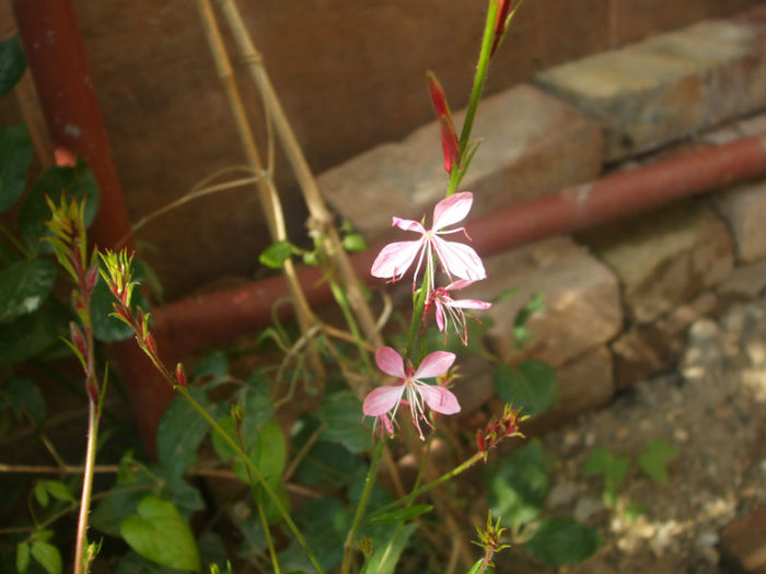 DSCF1620 - vara 2013