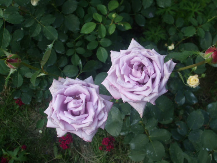 Mamie Blue - vara 2013